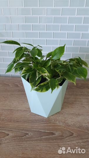 Фикус бенджамина пестролистный