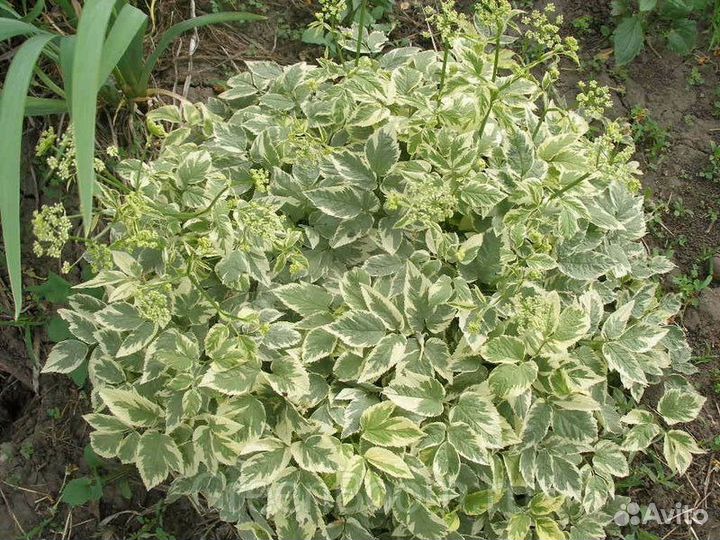 Сныть пестролистная многолетник