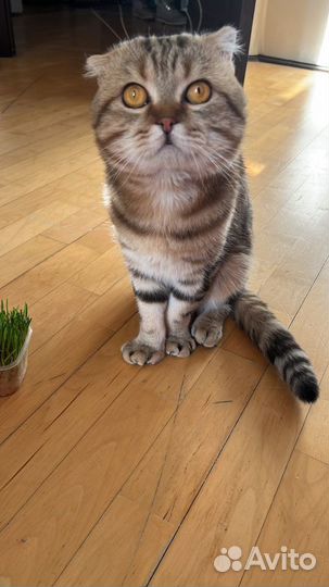 Вязка шотландец