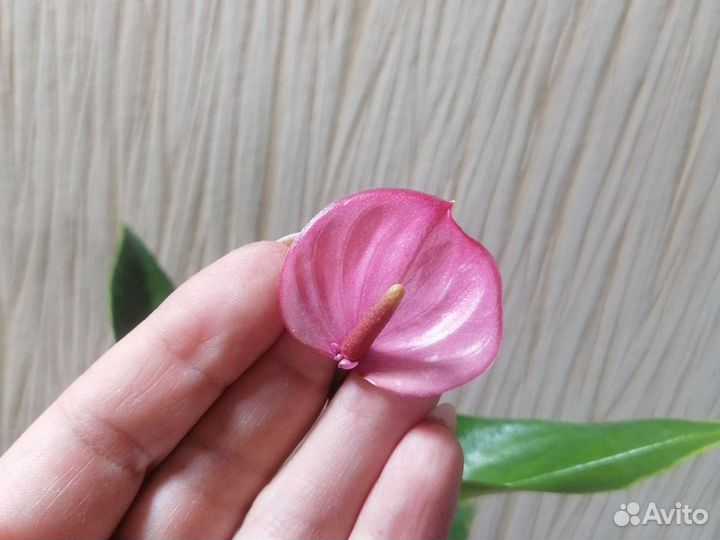 Антуриум Lipa Pink