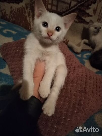 Кошка в дар бесплатно