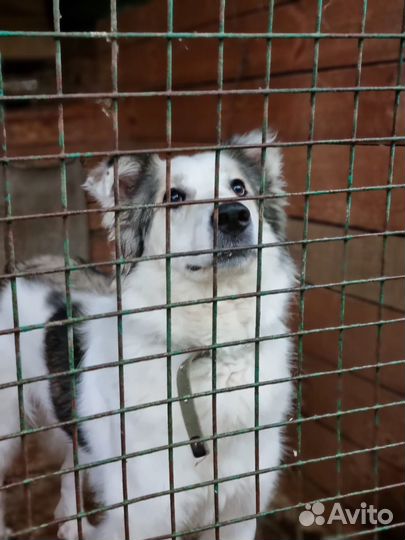 Собака из приюта