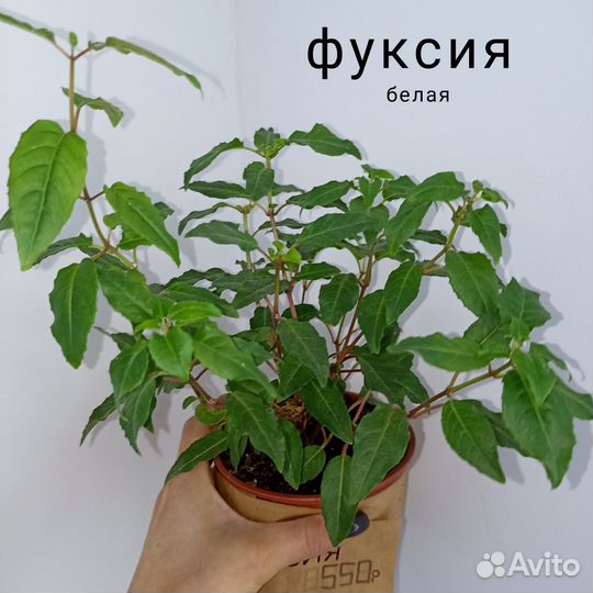 Сансевиерии, калатеи, клеродендрум уоллича и др