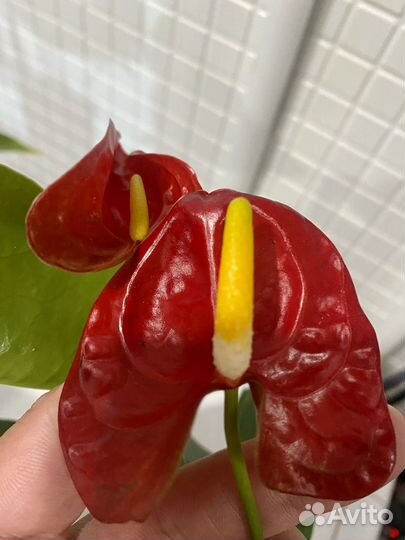 Антуриум Арион