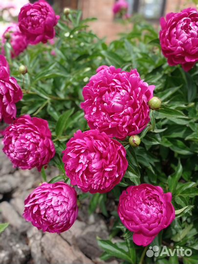 Саженцы пионов травянистых