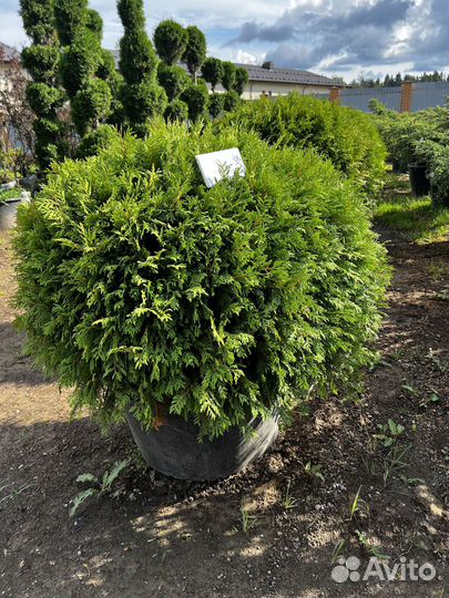 Можжевельник из питомника с доставкой