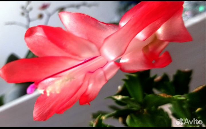 Декабрист шлюмбергера сортовые