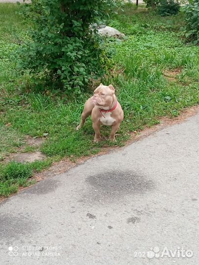 Американский булли покет экзот вязка