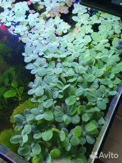 Растения пистия