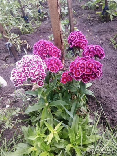 Турецкая Гвоздика