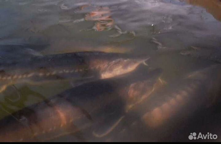 Узв для разведения рыбы