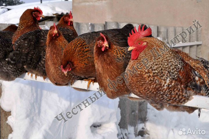 Инкубационные яйца Билефельдер куры