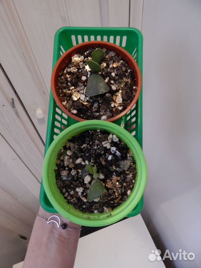 Адромискус