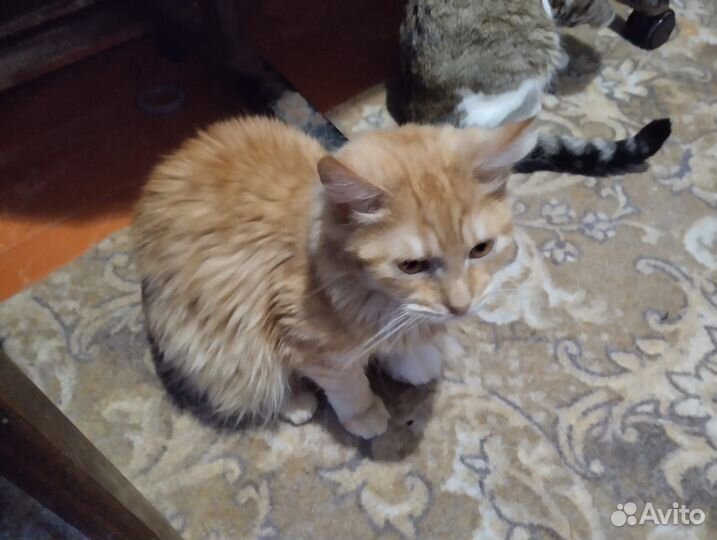 Котик в добрые руки