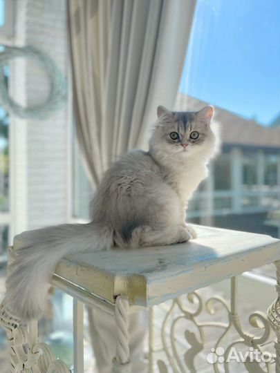 Британская золотая шиншилла длинношерстная