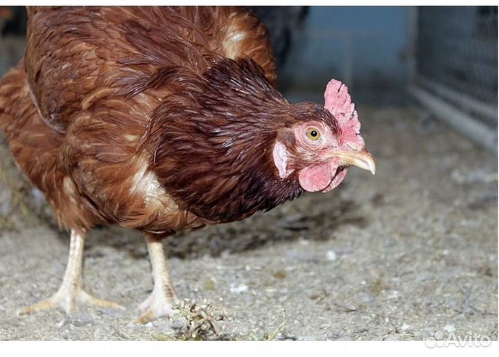 Куры -несушки, бройлеры