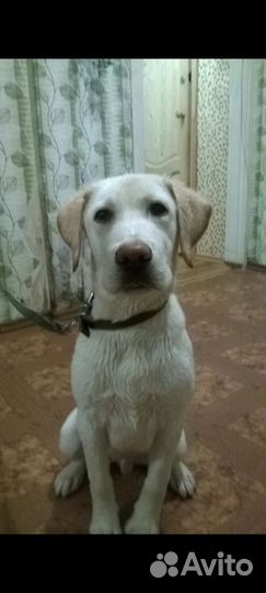 Отдам в добрые руки лабрадора