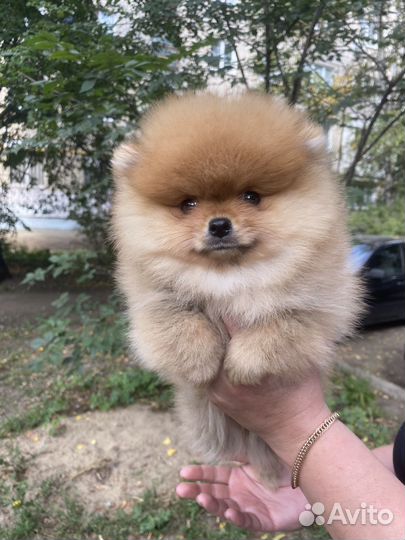 Померанский шпиц тип мишка