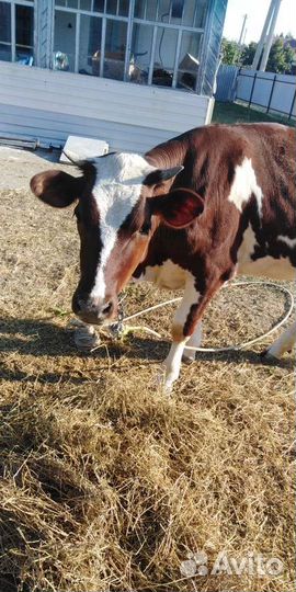 Айширская телка