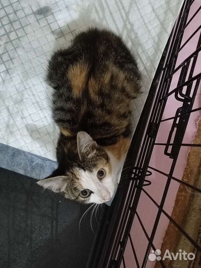 Котёнок девочка ищет дом