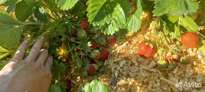 Рассада клубники усы