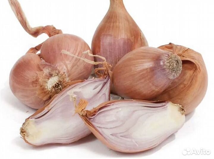 Лук семейный квочка