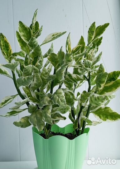 Комнатные растения Педилантус