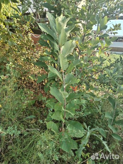 Красная черемуха Виргинская Шуберт