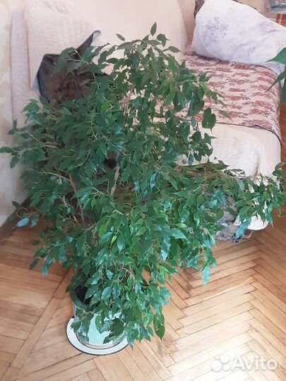 Фикус бенджамина