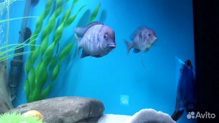 Аквариумные рыбки