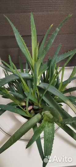 Комнатные цветы алоэ
