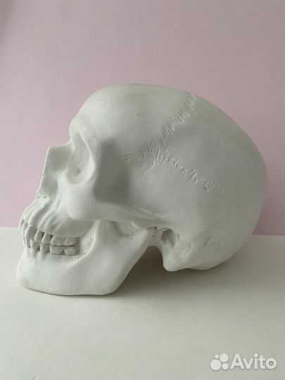 Гипсовый череп