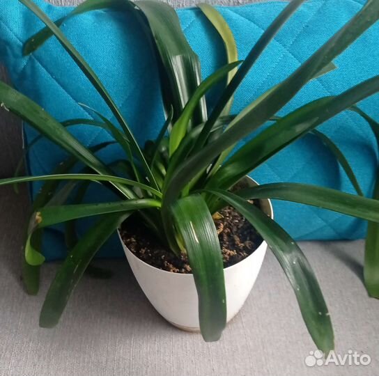 Кливия оранжевая