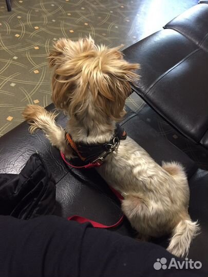 Йоркширский терьер вязка мальчик