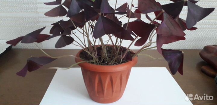 Кислица батерфляй