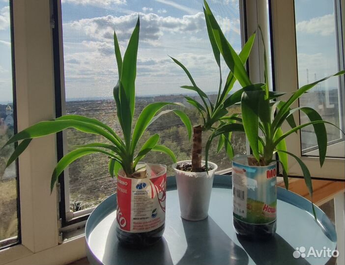 Юкка домашняя