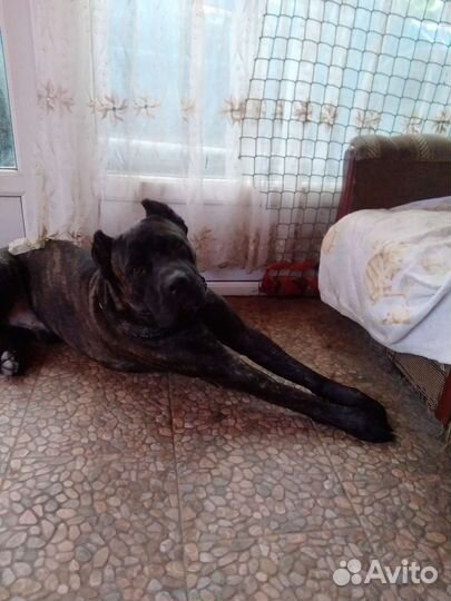 Кобель вязка кане Корсо