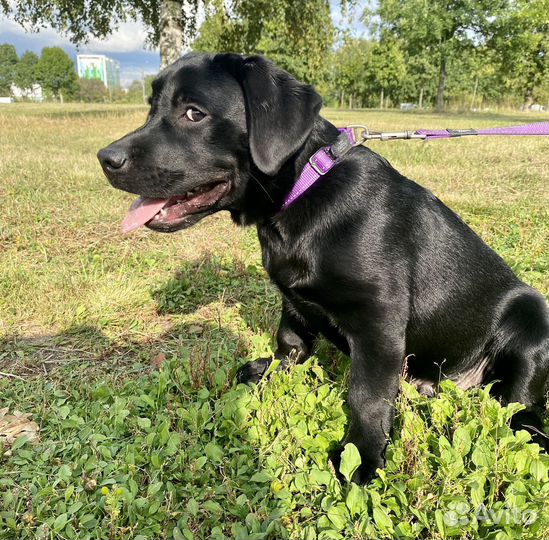 Щенок лабрадора мальчик подрощенный