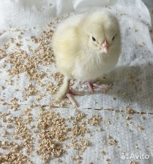 Цыплята и ия от домашних кур.мараны леггорны