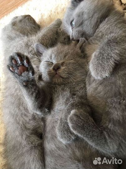 Британские котята