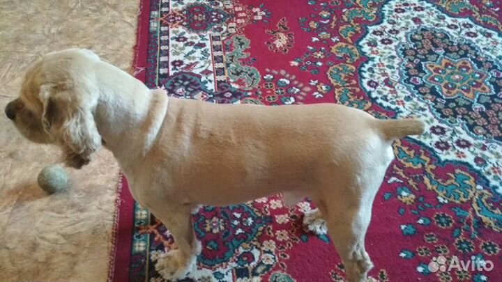 Вязка собаки