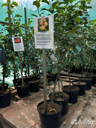 Саженцы яблони