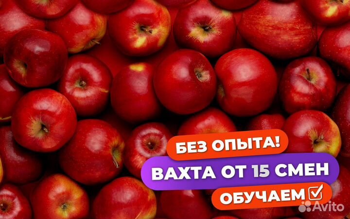Сборщик яблок вахта в Волгоградской области