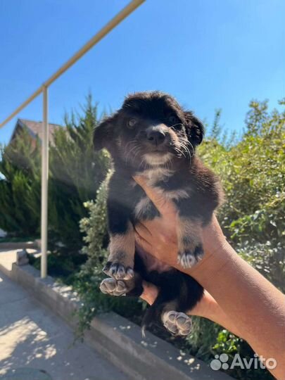 Собака в добрые руки отдам бесплатно