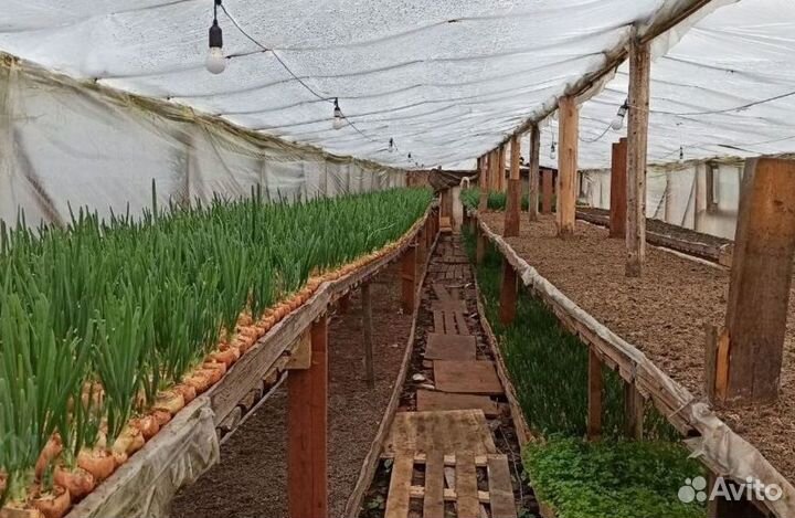 Готовый бизнес Луковая ферма с высоким оборотом