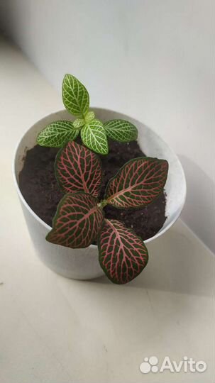 Фиттония микс