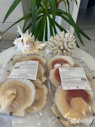 Морской гребешок