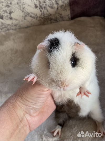 Морские свинки американский тедди