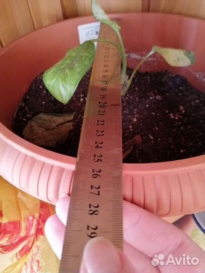 Горшок для цветов