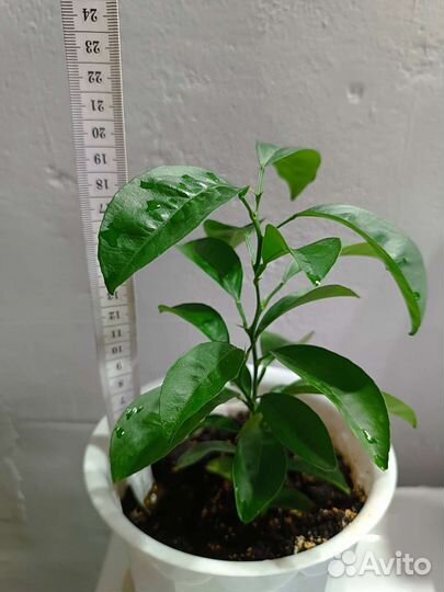 Дерево апельсин